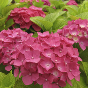 Hydrangea macrophylla ‘Rosita’