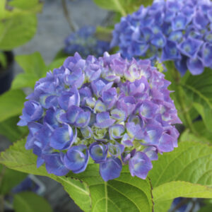Hydrangea macrophylla ‘San Marco’
