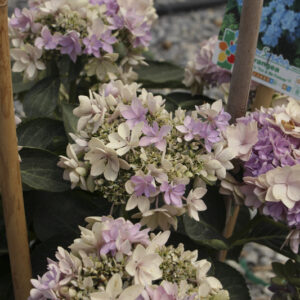 Hydrangea macrophylla ‘You and Me Together Pink’