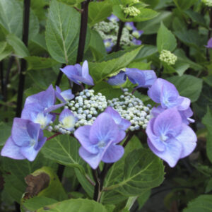 Hydrangea macrophylla ‘Zorro Blu’