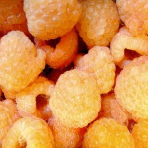 Lampone giallo 'Herbert Gold'