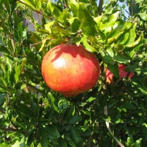 Melograno Gigante del Convento