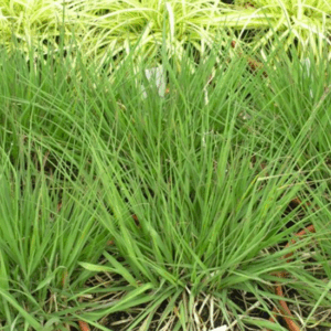 Molinia caerulea ‘Edith Dudszus’