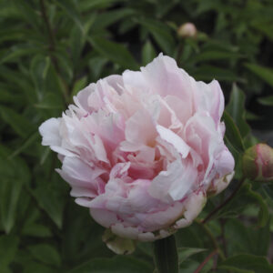 Paeonia ‘Lady Alexandra Duff’