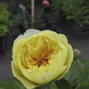 Paeonia ITOH 'Bartzella'