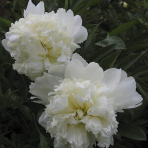 Paeonia ‘Charles White’