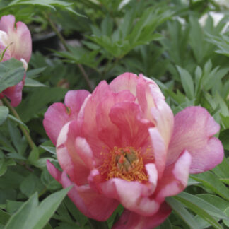 Peonia ITOH 'Julia Rose' - Image 2