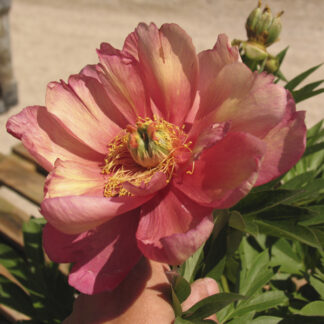 Peonia ITOH 'Julia Rose' - Image 5