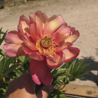 Peonia ITOH 'Julia Rose' - Image 4