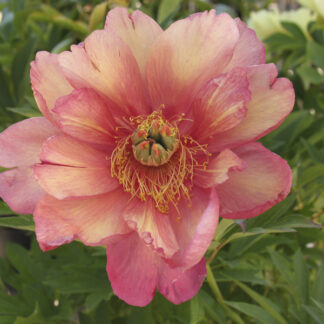 Peonia ITOH 'Julia Rose' - Image 3