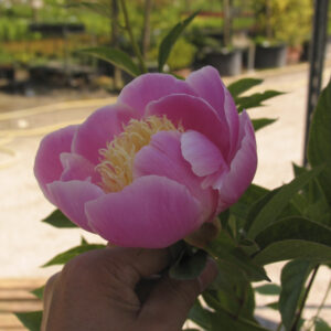 Paeonia 'Katharina Fontijn'