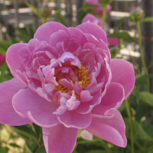Paeonia 'Miss Eckhardt'
