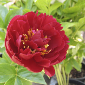 Paeonia ‘Old Faithfull’