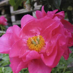 Paeonia ‘Paula Fay’