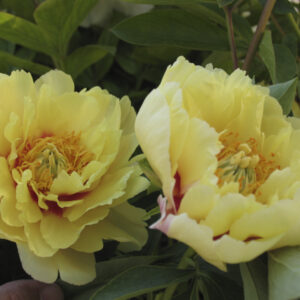 Paeonia ‘Prairie Charm’