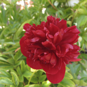 Paeonia ‘Red Charm’