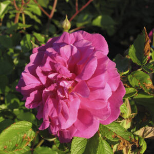 Rosa Roseraie de l'Hay RADICE NUDA