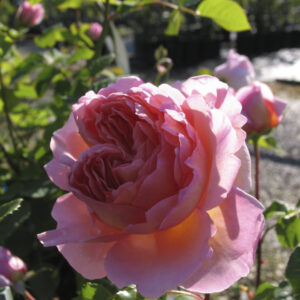 Rosa Abraham Darby®