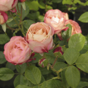 Rosa Acropolis RADICE NUDA