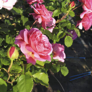 Rosa Princess Alexandra of Kent®
