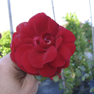 Rosa rampicante 'Amadeus'