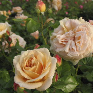 Rosa Amber Abundance RADICE NUDA