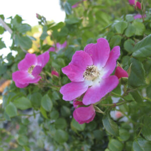 Rosa American Pillar RADICE NUDA