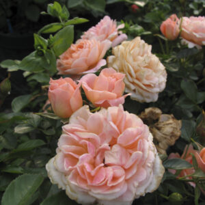 Rosa Apricot Clementine RADICE NUDA