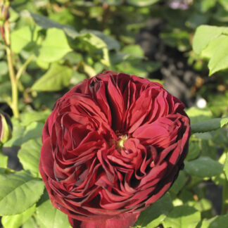 Rosa Astrid Grafin von Hardenberg® - Image 3