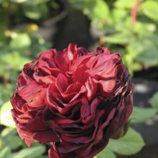 Rosa Astrid Grafin von Hardenberg® - Image 4