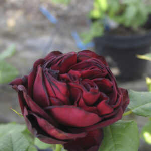 Rosa Astrid Grafin von Hardenberg®