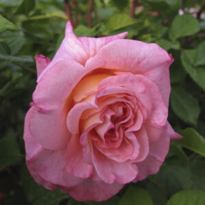 Rosa Augusta Louise®