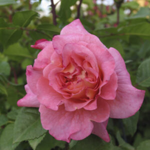 Rosa Augusta Louise RADICE NUDA