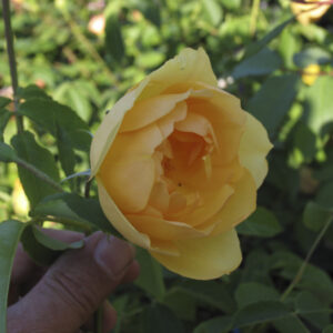 Rosa Austin's Buttercup RADICE NUDA