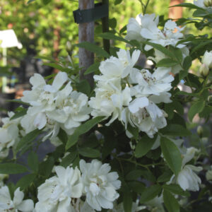 Rosa banksiae 'Alba Plena'