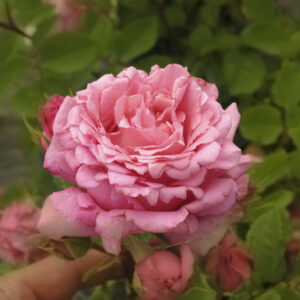 Rosa rampicante Bienvenue RADICE NUDA