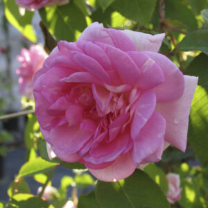 Rosa Blairii N.2 RADICE NUDA