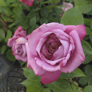 Rosa 'Blue Parfum' (RADICE NUDA)