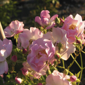 Rosa Blush Rambler RADICE NUDA