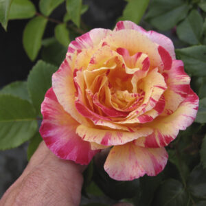 Rosa Camille Pissarro RADICE NUDA