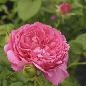 Rosa Guillot Chantal Merieux