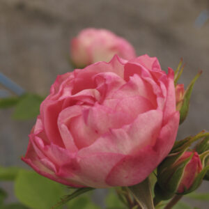 Rosa Charming Piano RADICE NUDA
