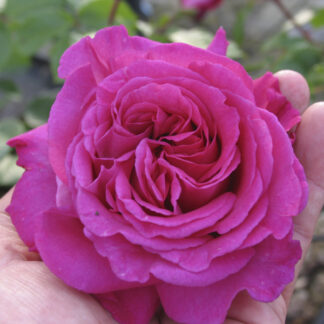 Rosa 'Chartreuse de Parme' - Image 3