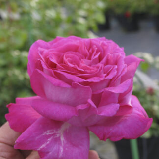 Rosa 'Chartreuse de Parme' - Image 2