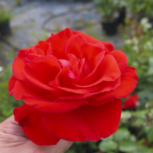 Rosa Chorus RADICE NUDA