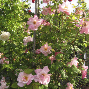 Rosa Clair Matin RADICE NUDA