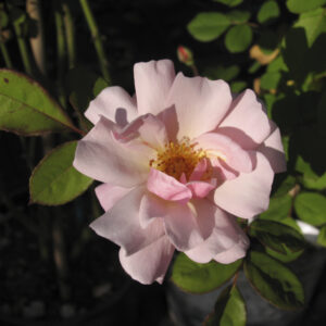 Rosa Clair Matin®