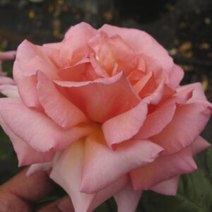 Rosa Compassion Rampicante