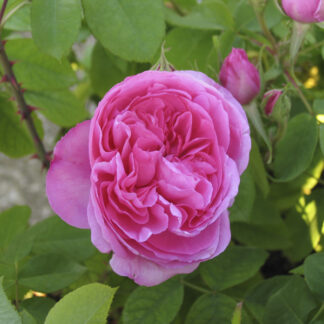 Rosa 'Comte de Chambord' - Image 2