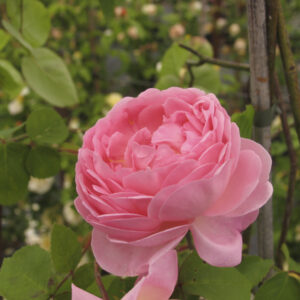 Rosa 'Constance Spry®'